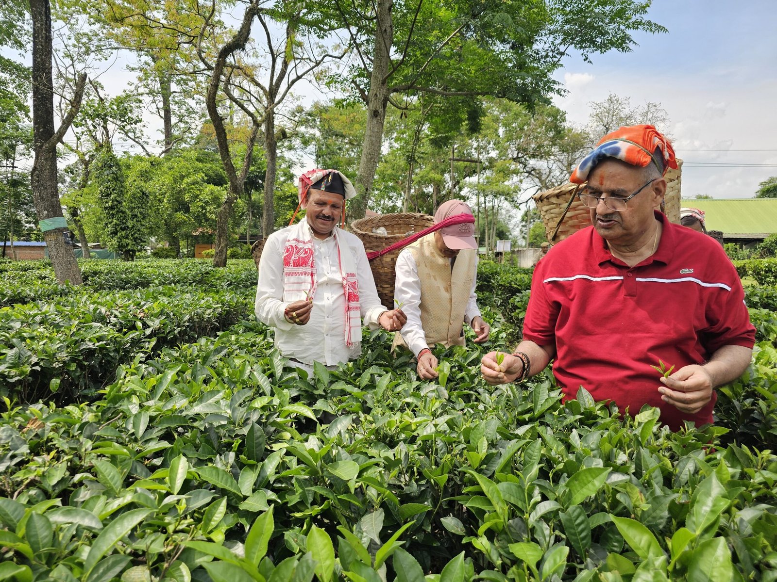 असम के हाथीकुली चाय बागान में महिला श्रमिकों के साथ चाय की पत्तियां तोड़कर उन्हें पारंपरिक टोकरी में एकत्रित करते कृषि मंत्री गणेश जोशी